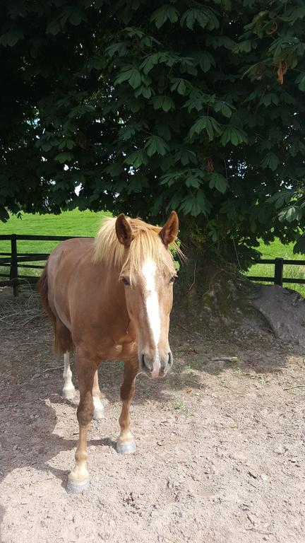 The Stable Lodge Cannaway House Macroom Esterno foto